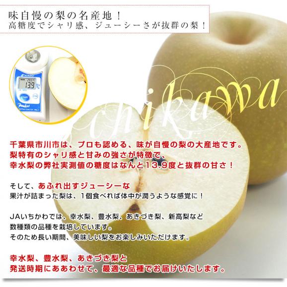 千葉県産 JAいちかわ 市川の梨 （柏井または市川中央支部）優品以上 約5キロ 大玉（12玉から14玉） 送料無料 梨 なし ナシ04
