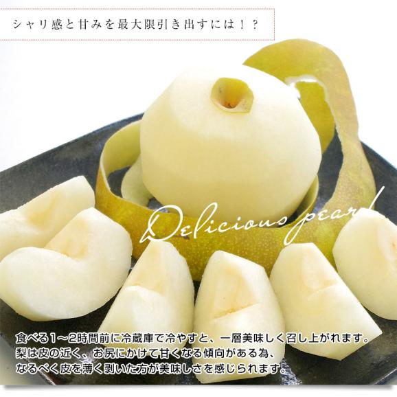 千葉県産 JAいちかわ 市川の梨 （柏井または市川中央支部）優品以上 約5キロ 大玉（12玉から14玉） 送料無料 梨 なし ナシ06