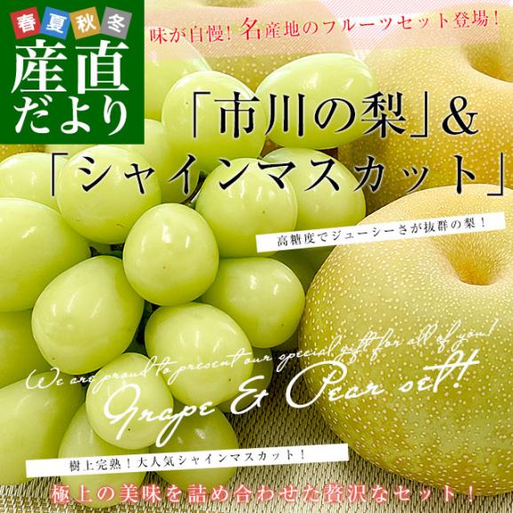 千葉県産 JAいちかわ 市川の梨 優品以上 4玉(約1.4キロ)＆山梨県又は長野県産 シャインマスカット 1房(約500g) 送料無料 ぶどう ナシ フルーツセット02