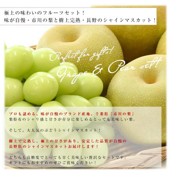 千葉県産 JAいちかわ 市川の梨 優品以上 4玉(約1.4キロ)＆長野県産 シャインマスカット 1房(約500g)送料無料 夏ギフト ぶどう04