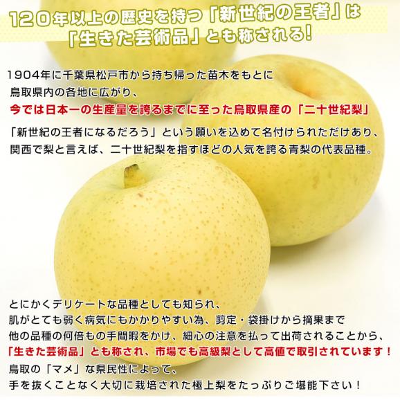 鳥取県産 JA全農鳥取 二十世紀梨 約1.8キロ（5玉から6玉入り）送料無料 なし ナシ 青梨 和梨05