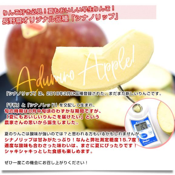 長野県 JAあづみ 安曇野 シナノリップ 約3キロ（8玉から10玉入り）送料無料 りんご アップル04