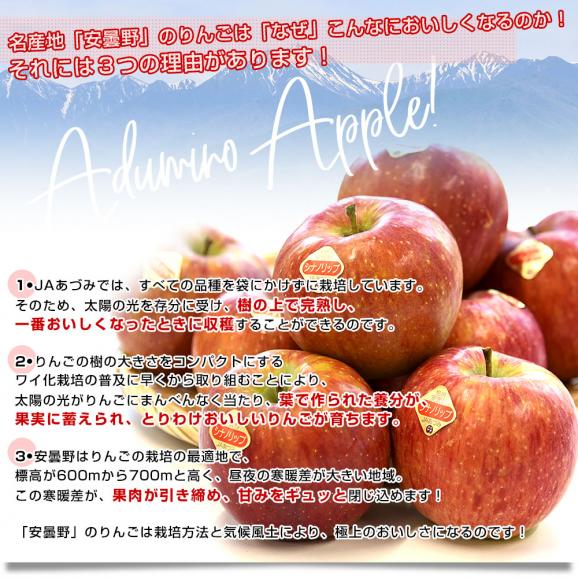 長野県 JAあづみ 安曇野 シナノリップ 約3キロ（8玉から10玉入り）送料無料 りんご アップル05