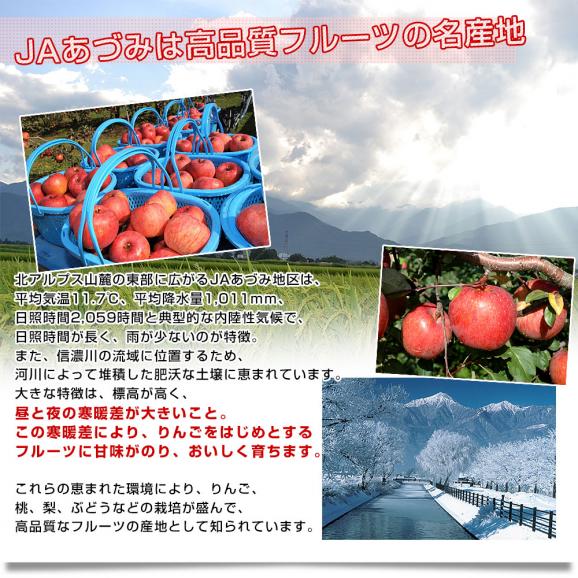 長野県 JAあづみ 安曇野 シナノリップ 約3キロ（8玉から10玉入り）送料無料 りんご アップル06