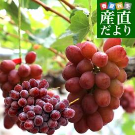 超希少！長野県オリジナル品種！高糖度で皮ごと食べられる赤ぶどう
