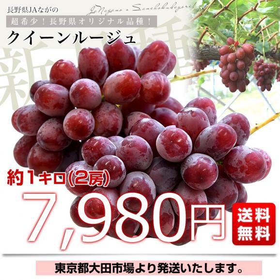長野県 JAながの 新品種ぶどう クイーンルージュ 約1キロ(2房) 送料無料 ぶどう ブドウ 葡萄 赤ブドウ03