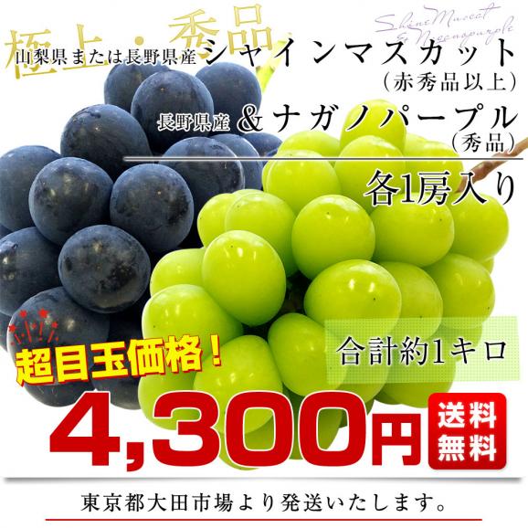山梨・長野県産 シャインマスカット（赤秀品以上）＆ ナガノパープル（秀品） 各1房 合計約1キロ 送料無料 ぶどう 葡萄 ぶどうセット03