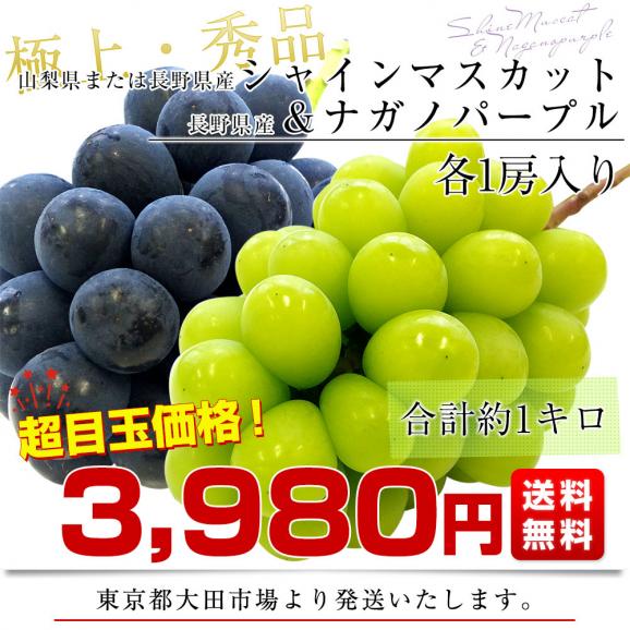 山梨・長野県産 シャインマスカット＆ ナガノパープル 各1房 合計約1キロ 送料無料 ぶどう 葡萄 ぶどうセット03