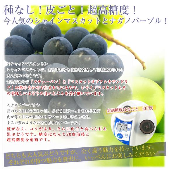 山梨・長野県産 シャインマスカット＆ ナガノパープル 各1房 合計約1キロ 送料無料 ぶどう 葡萄 ぶどうセット05