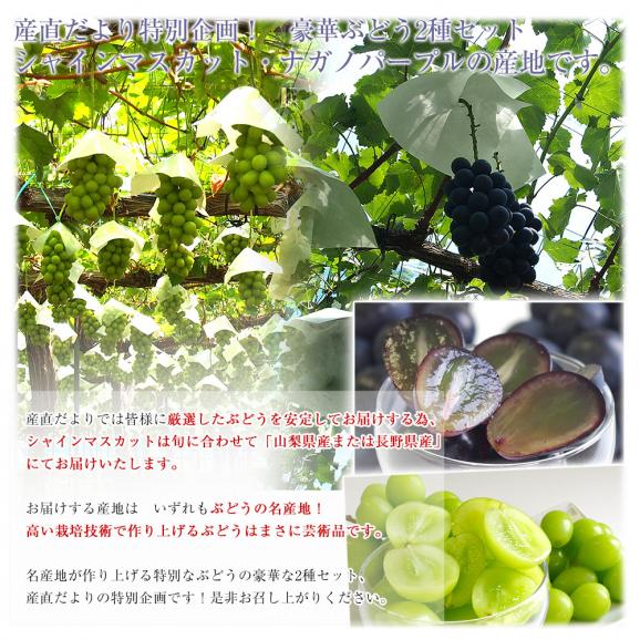 山梨・長野県産 シャインマスカット＆ ナガノパープル 各1房 合計約1キロ 送料無料 ぶどう 葡萄 ぶどうセット06