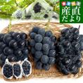 山梨県産 黒ぶどう3種セット 約1.5キロ (ブラックビート（または種無しピオーネ）、種なし巨峰、藤稔×各1房) 送料無料 ぶどう 葡萄 ぶどうセット