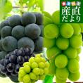 山梨県産 シャインマスカット＆藤稔 合計約1キロ(各1房入り) 送料無料 ぶどう ブドウ 葡萄 ぶどうセット