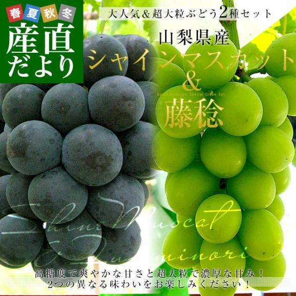 山梨県産 シャインマスカット＆藤稔 合計約1キロ(各1房入り) 送料無料 ぶどう ブドウ 葡萄 ぶどうセット02