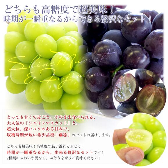 山梨県産 シャインマスカット＆藤稔 合計約1キロ(各1房入り) 送料無料 ぶどう ブドウ 葡萄 ぶどうセット04