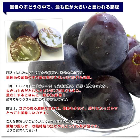山梨県産 シャインマスカット＆藤稔 合計約1キロ(各1房入り) 送料無料 ぶどう ブドウ 葡萄 ぶどうセット05