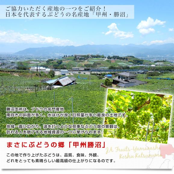 山梨県産 シャインマスカット＆藤稔 合計約1キロ(各1房入り) 送料無料 ぶどう ブドウ 葡萄 ぶどうセット06