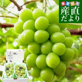 山梨県産 大房シャインマスカット ご家庭向け・赤秀品 1.1キロから1.2キロ前後（2房）送料無料 ぶどう ブドウ 種なしぶどう 葡萄 ※クール便