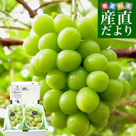 ぶどう】人気のぶどうを通販でお取り寄せ！今おすすめしたい「ぐる