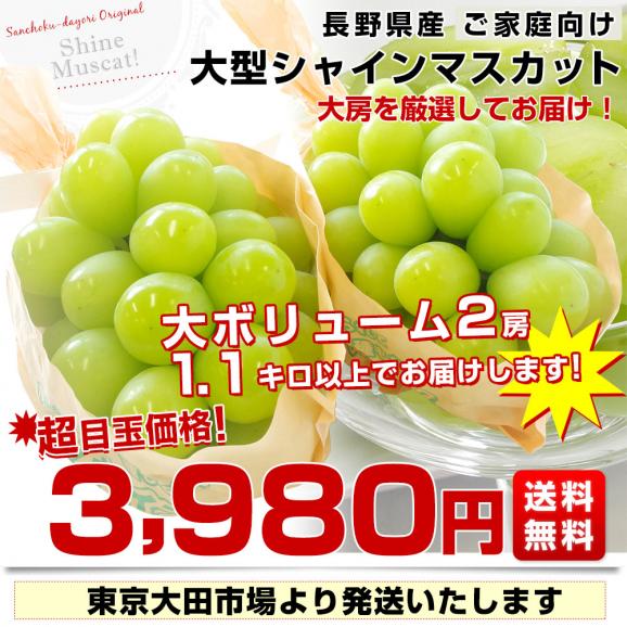 長野県産シャインマスカット  たっぷり1.1キロ以上（大房2房）送料無料 ぶどう ブドウ 種なしぶどう 葡萄 ※クール便03
