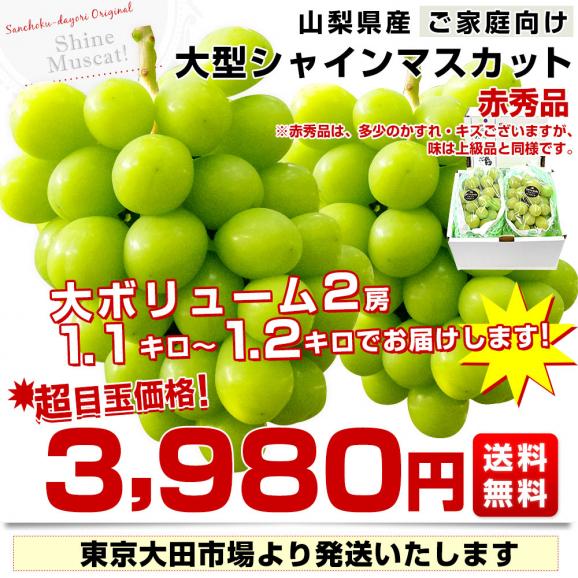 山梨県産 大房シャインマスカット ご家庭向け・赤秀品 1.1キロから1.2キロ前後（2房）送料無料 ぶどう ブドウ 種なしぶどう 葡萄 ※クール便03