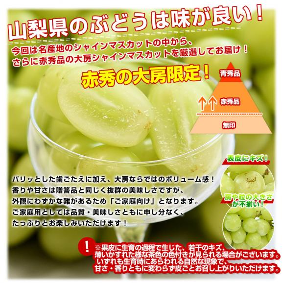 山梨県産 大房シャインマスカット ご家庭向け・赤秀品 1.1キロから1.2キロ前後（2房）送料無料 ぶどう ブドウ 種なしぶどう 葡萄 ※クール便04