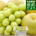 千葉県 JAいちかわ 市川の梨 4玉 (約1.4キロ) ＆山梨県 JAフルーツ山梨 シャインマスカット 1房 (約450g以上) 送料無料 ぶどう ナシ