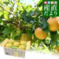 新潟県産 JAえちご中越 糖度13度以上 高糖度梨 最上位等級 「糖鮮確実 (とうせんかくじつ)」 約2キロ (5玉から6玉) 送料無料 なし ナシ
