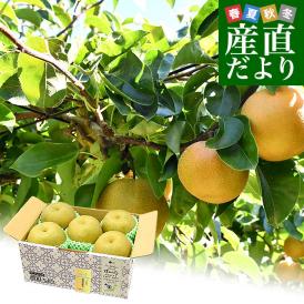 新潟県産 JAえちご中越 糖度13度以上 高糖度梨 最上位等級 「糖鮮確実 (とうせんかくじつ)」 約2キロ (5玉から6玉) 送料無料 なし ナシ