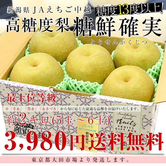 新潟県産 JAえちご中越 糖度13度以上 高糖度梨 最上位等級 「糖鮮確実 (とうせんかくじつ)」 約2キロ (5玉から6玉) 送料無料 なし ナシ03