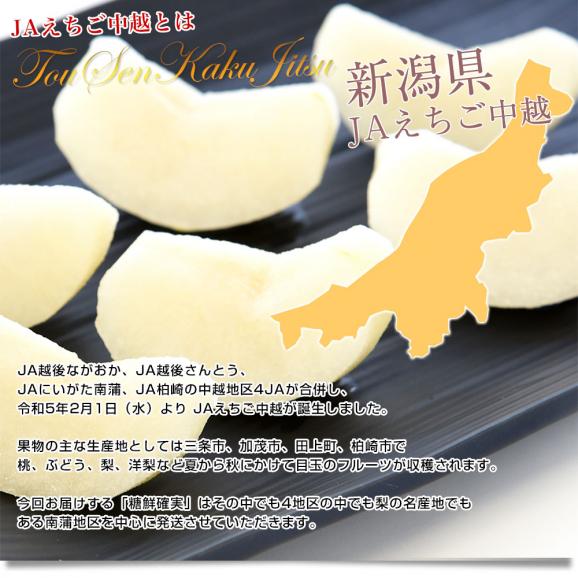 新潟県産 JAえちご中越 糖度13度以上 高糖度梨 最上位等級 「糖鮮確実 (とうせんかくじつ)」 約2キロ (5玉から6玉) 送料無料 なし ナシ04