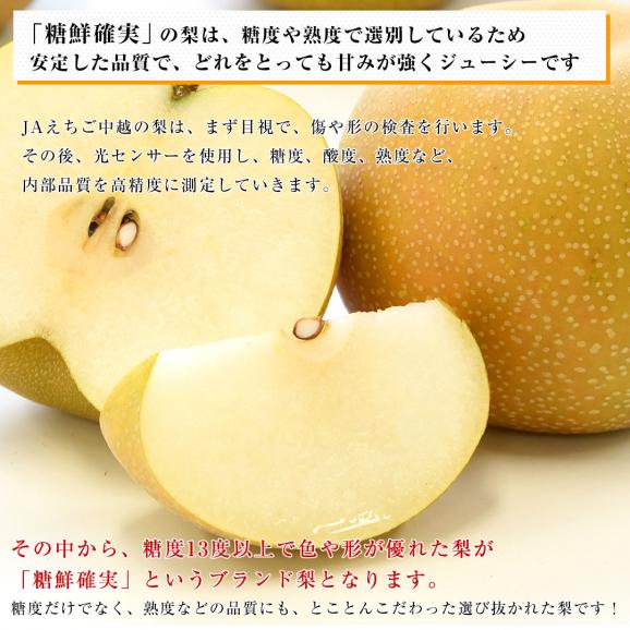 新潟県産 JAえちご中越 糖度13度以上 高糖度梨 最上位等級 「糖鮮確実 (とうせんかくじつ)」 約2キロ (5玉から6玉) 送料無料 なし ナシ05