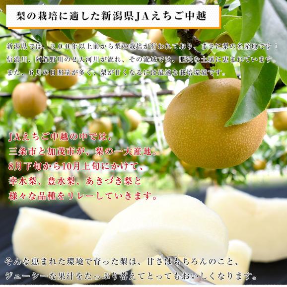 新潟県産 JAえちご中越 糖度13度以上 高糖度梨 最上位等級 「糖鮮確実 (とうせんかくじつ)」 約2キロ (5玉から6玉) 送料無料 なし ナシ06