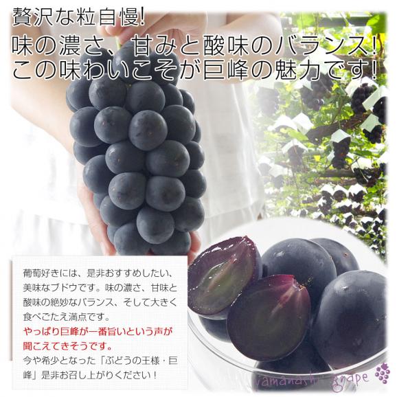 山梨県産 JAフルーツ山梨 勝沼ブロック 種なし巨峰 約1.5キロ (3房入り) 送料無料 葡萄 ぶどう 黒ぶどう ※クール便04