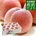 山形県から産地直送 JAてんどう 山形の桃 秀品 (品種さくら白桃・幸茜他) 約3キロ (8玉から12玉) 送料無料 桃 モモ もも
