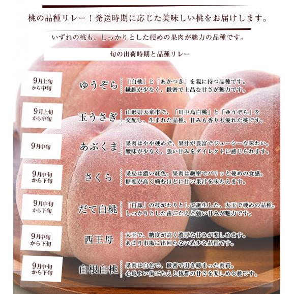 山形県から産地直送 JAてんどう 山形の桃 晩成品種 (品種：ゆうぞら・玉うさぎ他) 秀品 約3キロ (8玉から12玉) 送料無料 桃 モモ もも06