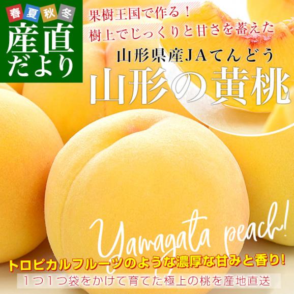 山形県から産地直送 JAてんどう 山形の黄桃 秀品 約3キロ (8玉から12玉) 送料無料 桃 モモ もも02