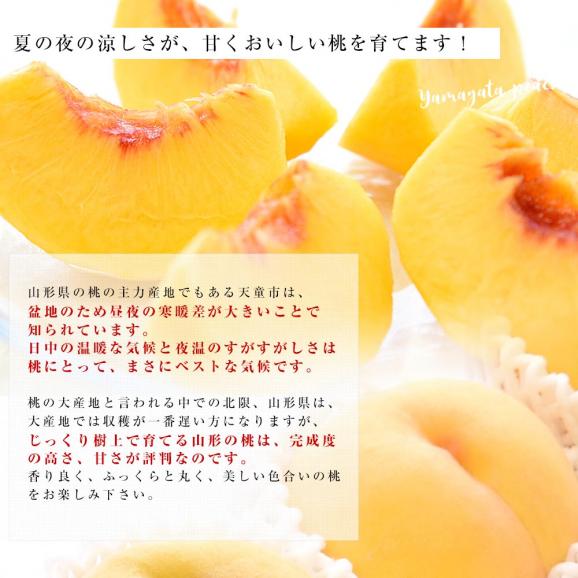 山形県から産地直送 JAてんどう 山形の黄桃 秀品 約3キロ (8玉から12玉) 送料無料 桃 モモ もも05