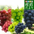 長野県産　究極の食べ比べ！ 高級ぶどう3種セット約1.5kg （クイーンルージュ、シャインマスカット、ナガノパープル各１房）送料無料 ぶどう 葡萄