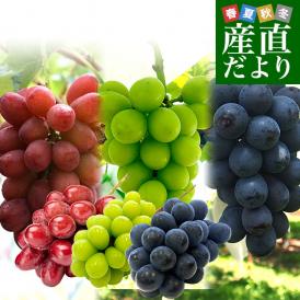 長野県産　食べ比べ！ 高級ぶどう3種セット約1.5kg （クイーンルージュ、シャインマスカット、ナガノパープル各１房）送料無料 ぶどう 葡萄