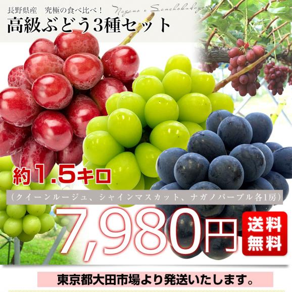楽天市場】国産 美味 ぶどう 2種 食べ比べ ギフトセット