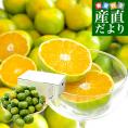 和歌山県 JA紀南 「紀南の極早生小粒みかん」品種：YN26 3Sサイズ 約3キロ(50玉前後入り) 送料無料 小玉みかん 極早生みかん 蜜柑 ミカン