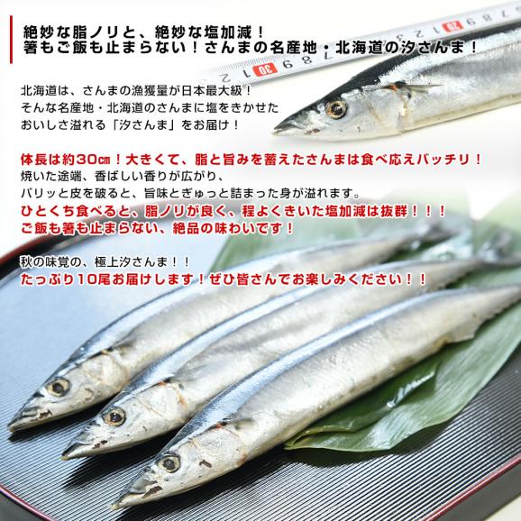 北海道産 汐さんま 10尾 合計約1.1キロ(1尾あたり約110g) 送料無料 秋刀魚 さんま サンマ 魚介04