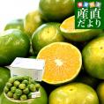 熊本県 JAたまな 極早生みかん (高糖度選別) 約3キロ Sから2Sサイズ（35玉から40玉前後） 蜜柑 ミカン 送料無料