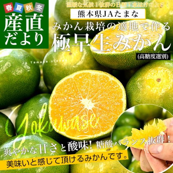 熊本県 JAたまな 極早生みかん (高糖度選別) 約3キロ Sから2Sサイズ（35玉から40玉前後） 蜜柑 ミカン 送料無料02