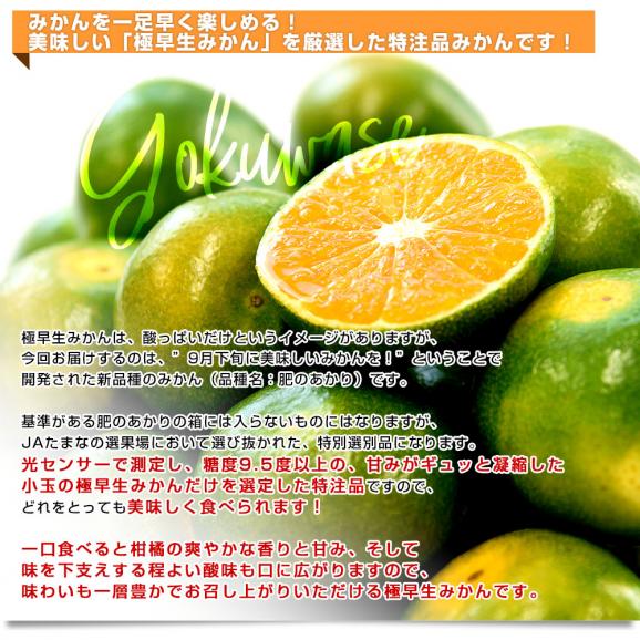 熊本県 JAたまな 極早生みかん (高糖度選別) 約3キロ Sから2Sサイズ（35玉から40玉前後） 蜜柑 ミカン 送料無料04