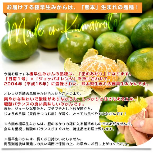 熊本県 JAたまな 極早生みかん (高糖度選別) 約3キロ Sから2Sサイズ（35玉から40玉前後） 蜜柑 ミカン 送料無料05