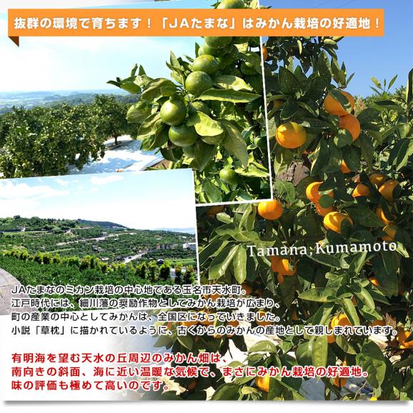 熊本県 JAたまな 極早生みかん (高糖度選別) 約3キロ Sから2Sサイズ（35玉から40玉前後） 蜜柑 ミカン 送料無料06