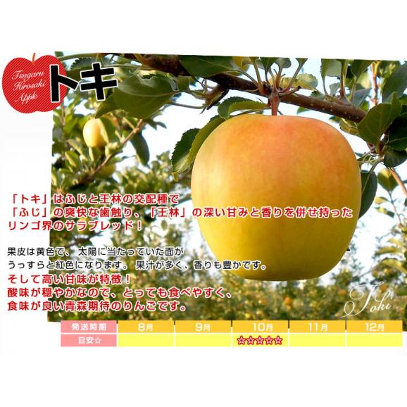 青森県より産地直送 JAつがる弘前 トキ 約3キロ (9玉から13玉) 送料無料 りんご リンゴ 林檎04