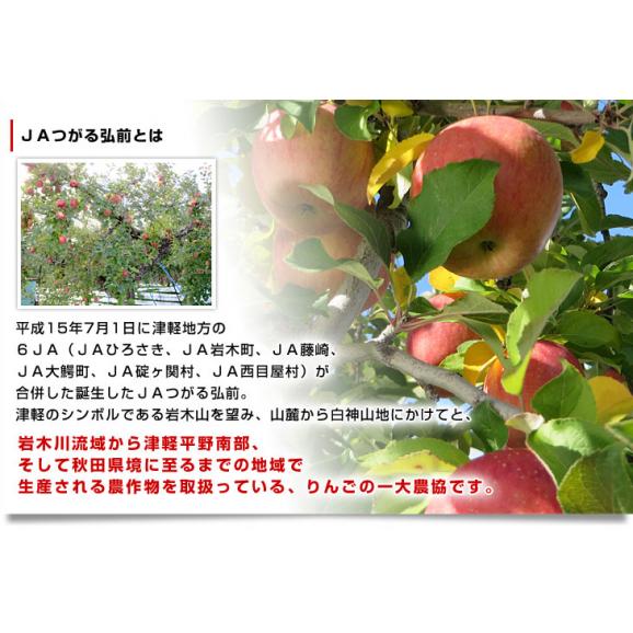 青森県より産地直送 JAつがる弘前 トキ 約3キロ (9玉から13玉) 送料無料 りんご リンゴ 林檎05