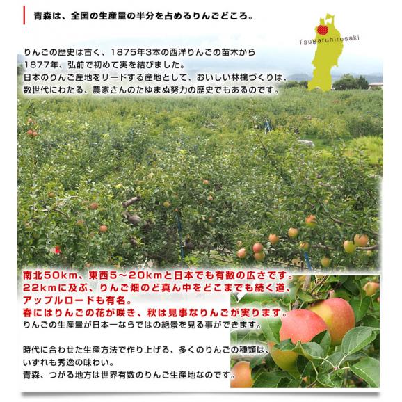 青森県より産地直送 JAつがる弘前 トキ 約3キロ (9玉から13玉) 送料無料 りんご リンゴ 林檎06
